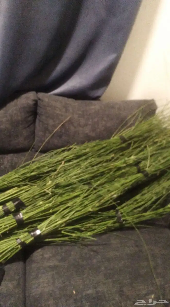 مرخ طازج للبيع 4