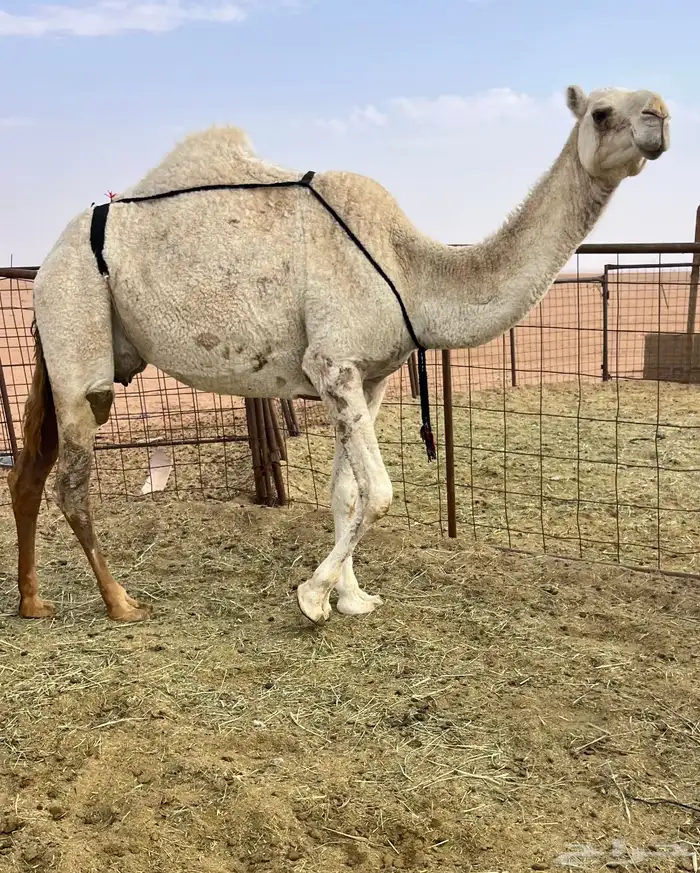 عشرا حدرها بكره كفوو 2