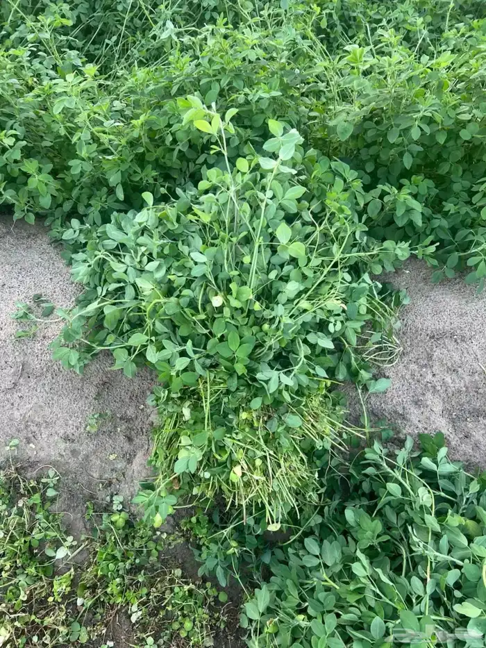 للبيع برسيم اخضر 0