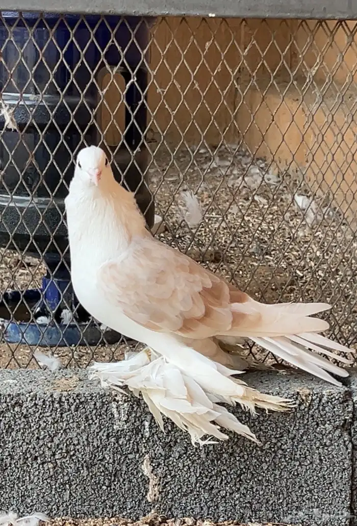 مطلوب إيراني كريمي ذكر 0