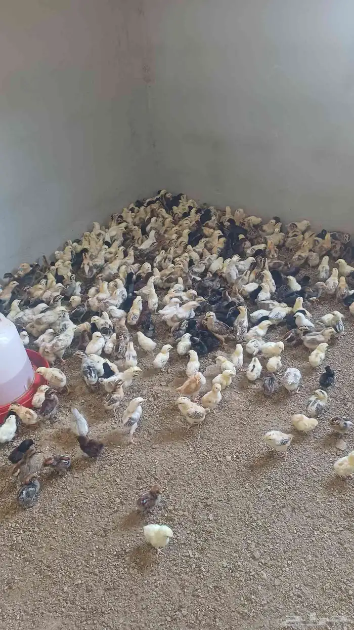 صوص دجاج بلدي 2