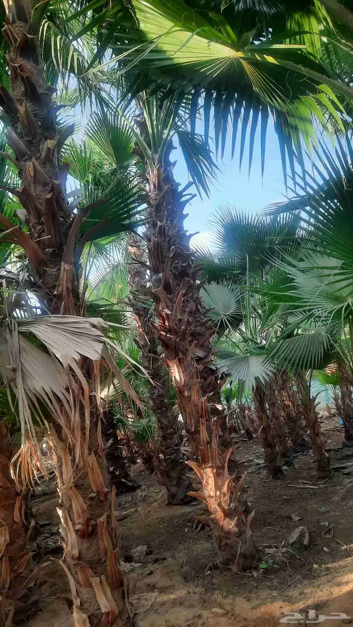 نخيل واشنطني أمريكي زينه 4