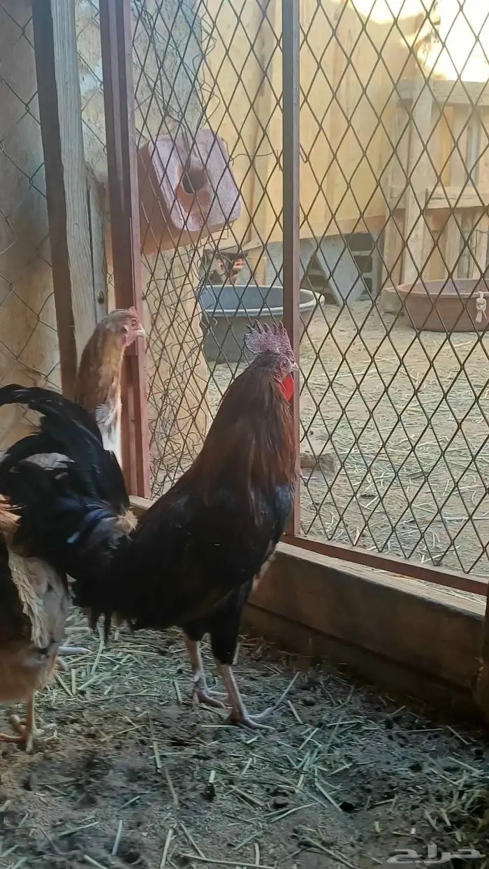 دجاج عربي 4