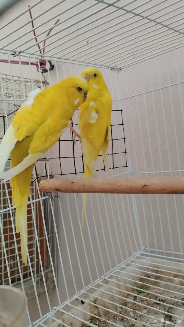 حبتين طيور حب 4