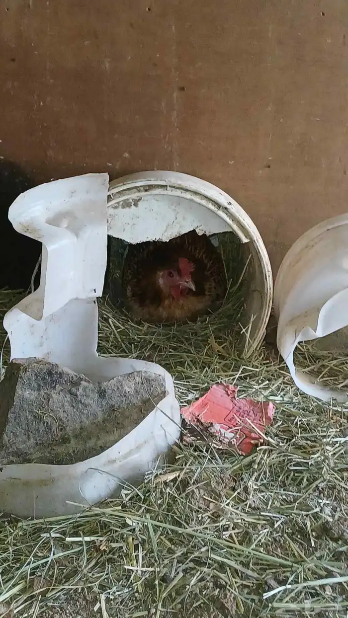 دجاج عربي 12