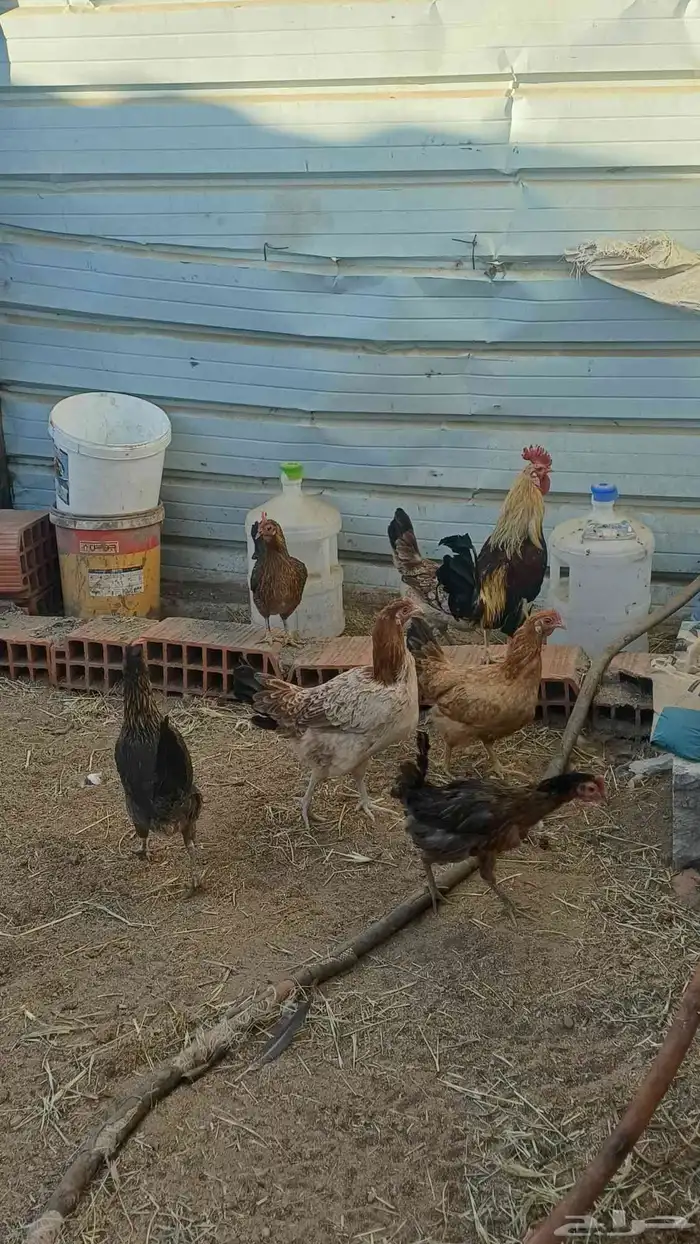دجاج عربي 1