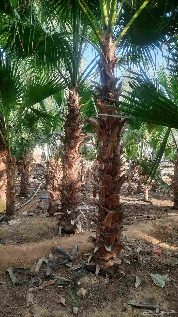 نخيل واشنطني أمريكي زينه 1