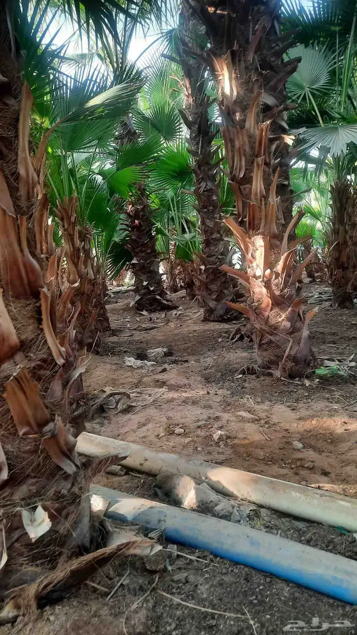 نخيل واشنطني أمريكي زينه 3