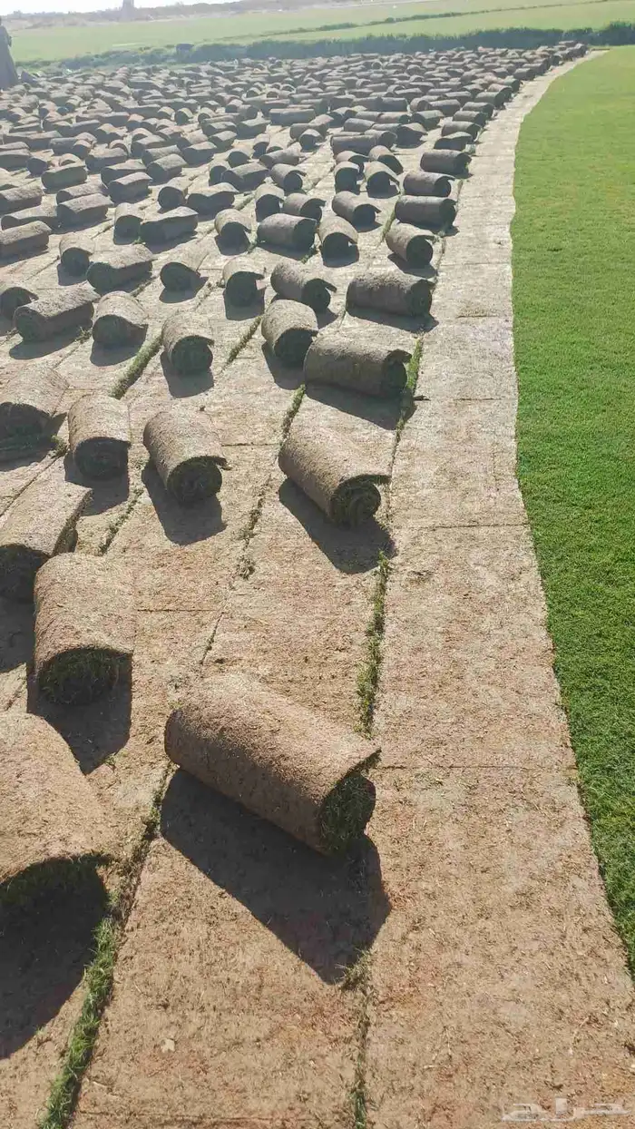 مستحات خضراء 1