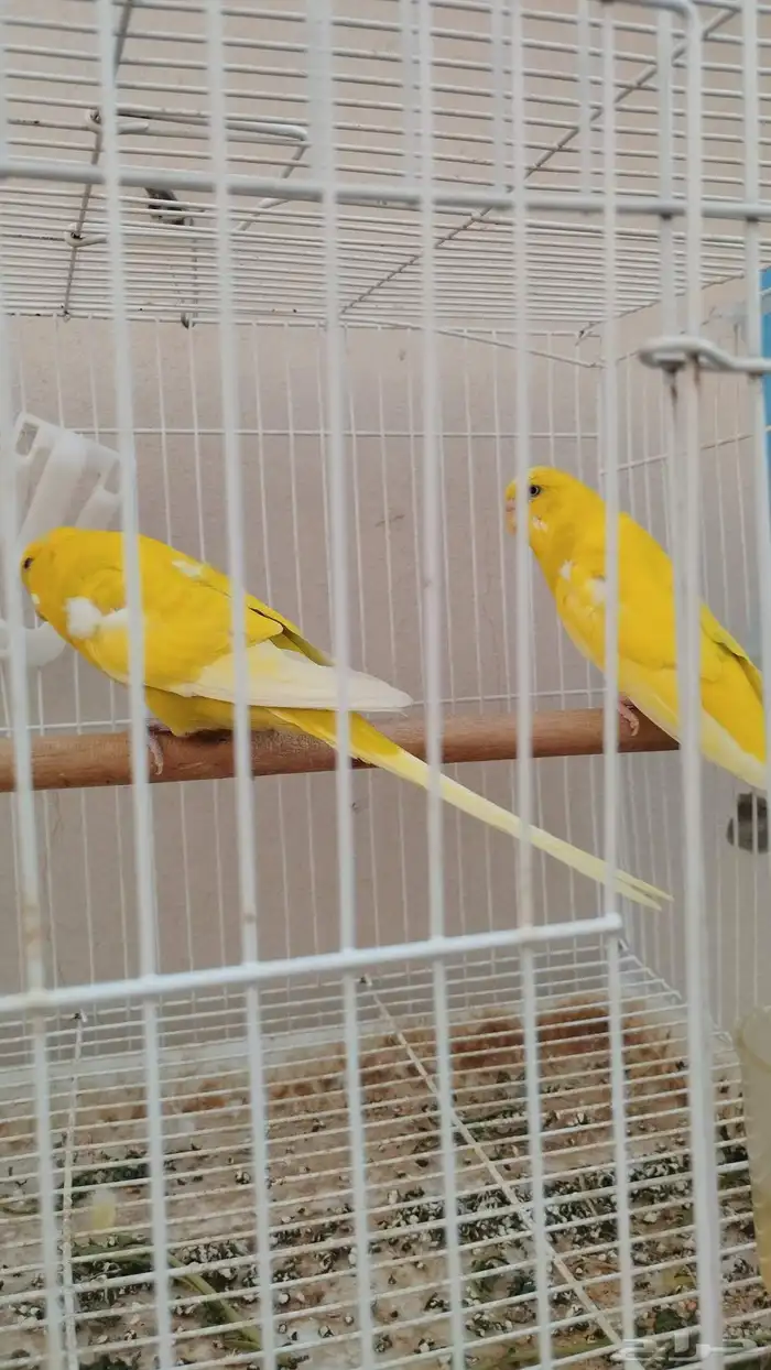 حبتين طيور حب 6