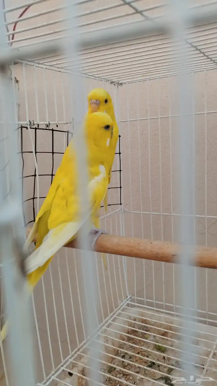 حبتين طيور حب 0