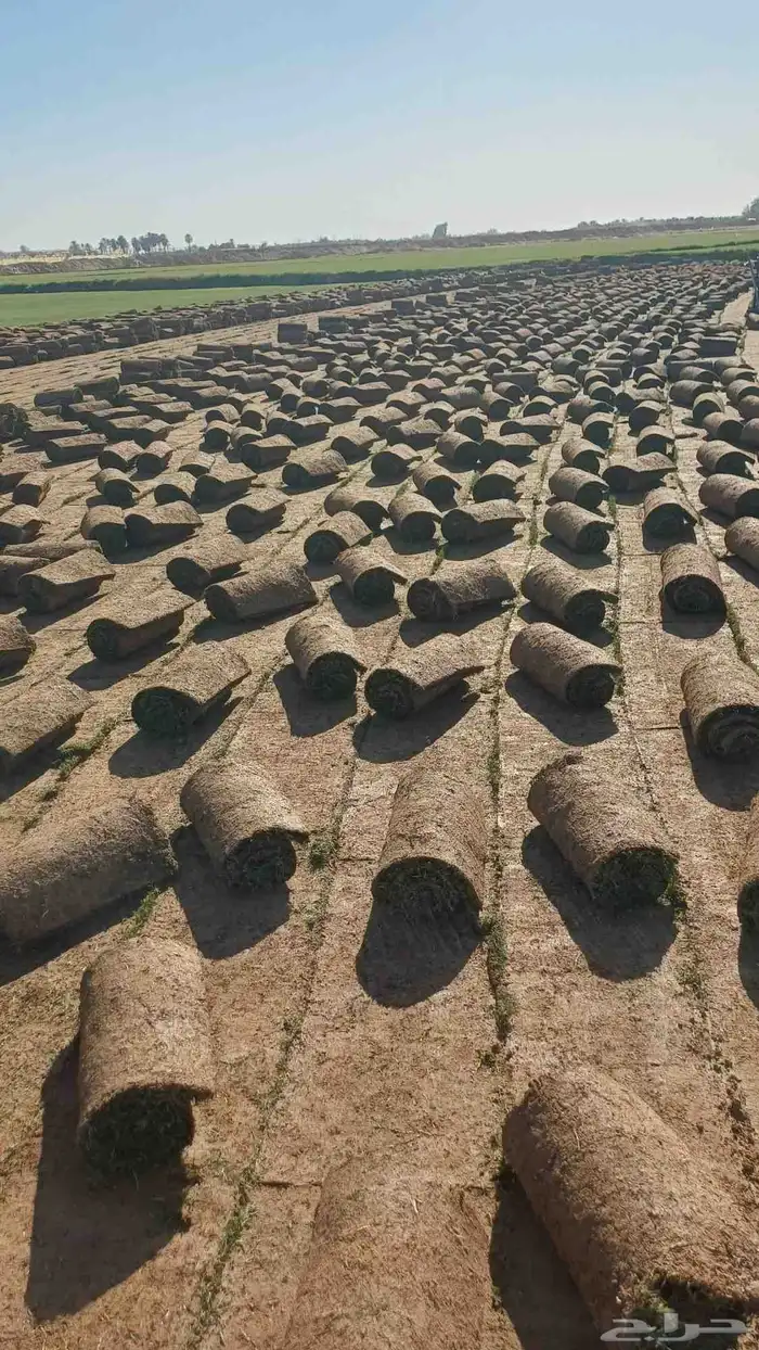 مستحات خضراء 0