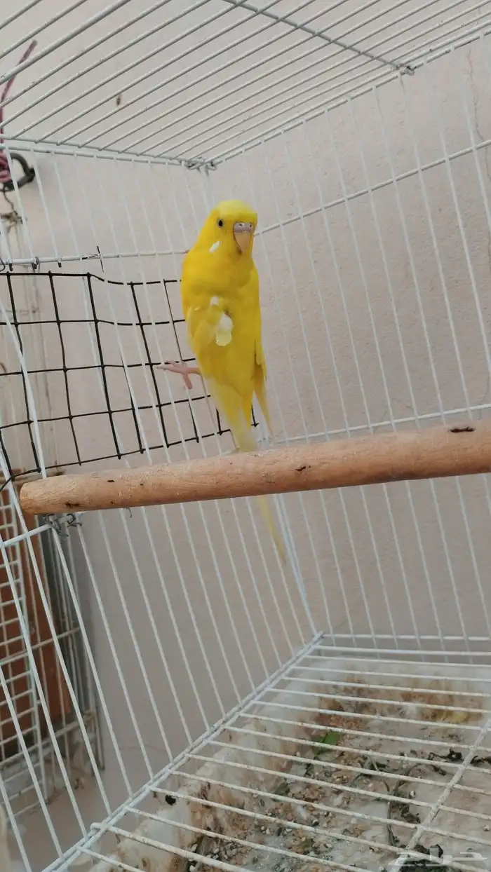 حبتين طيور حب 3