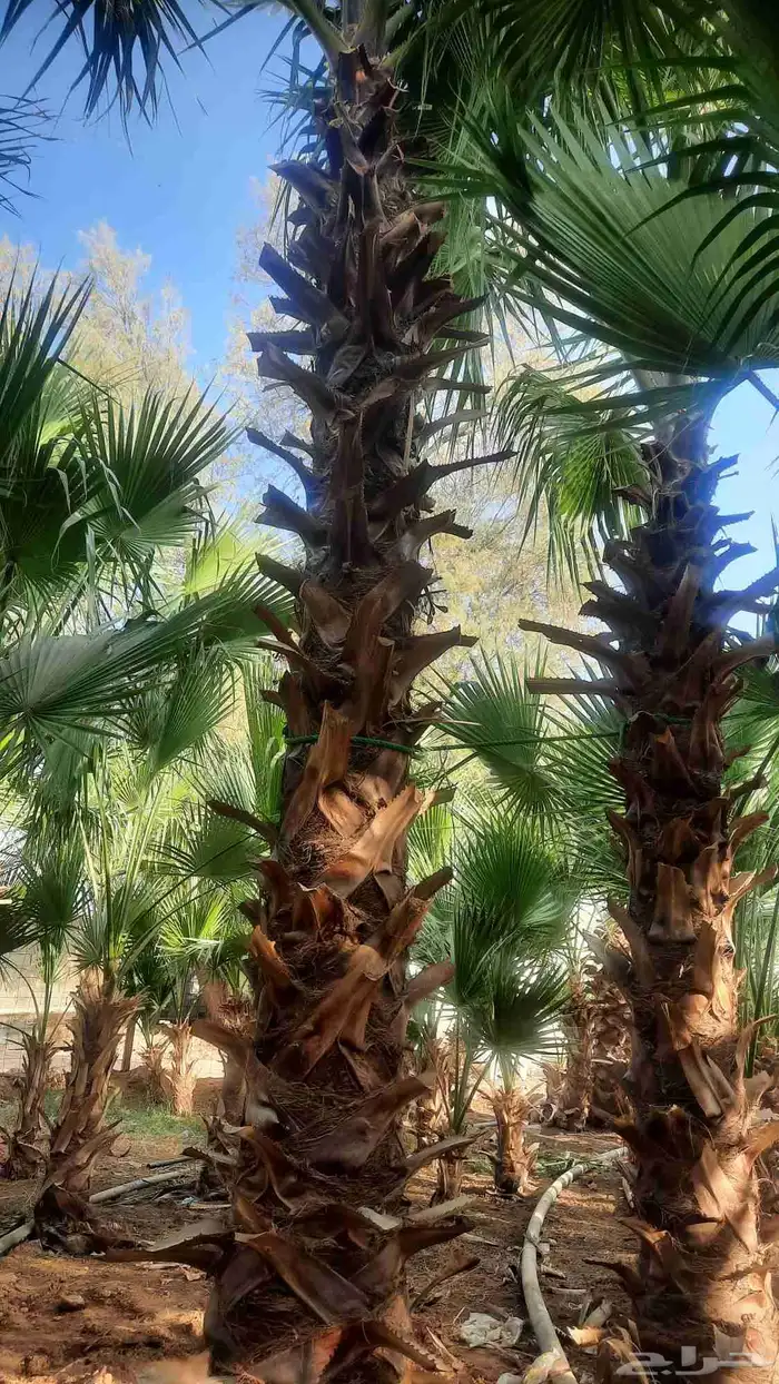 نخيل واشنطني أمريكي زينه 5