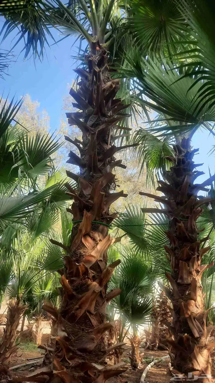 نخيل واشنطني أمريكي زينه 2