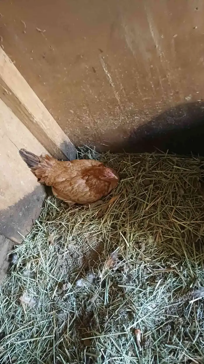 دجاج عربي 13