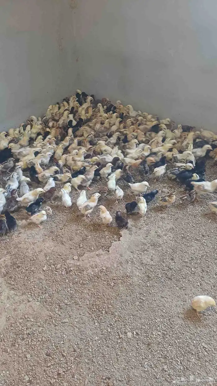 صوص دجاج بلدي 0