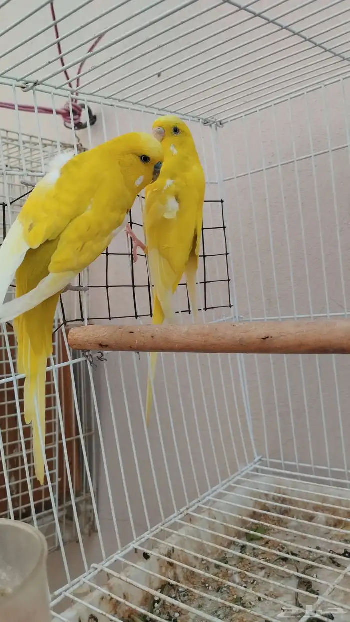 حبتين طيور حب 5