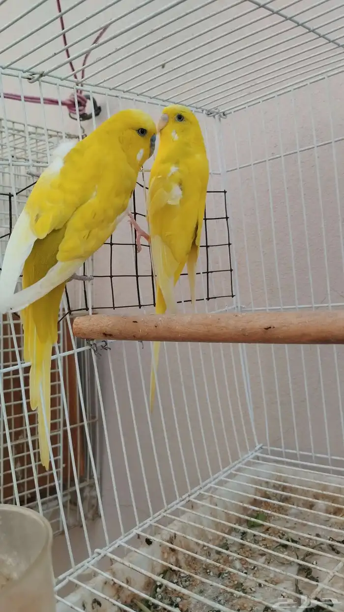 حبتين طيور حب 1