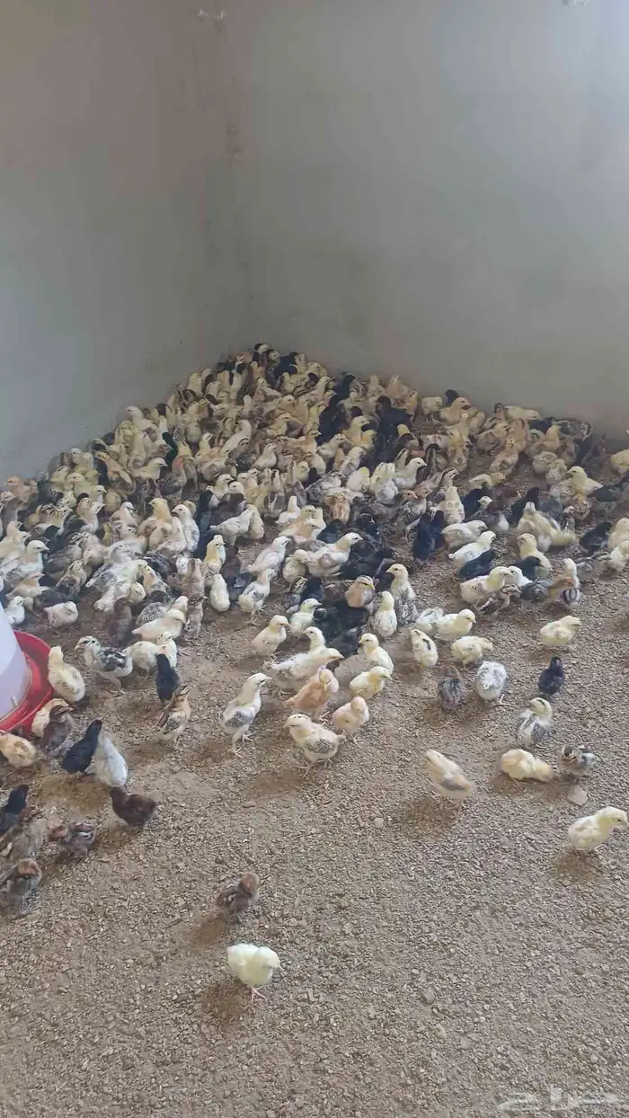 صوص دجاج بلدي 3