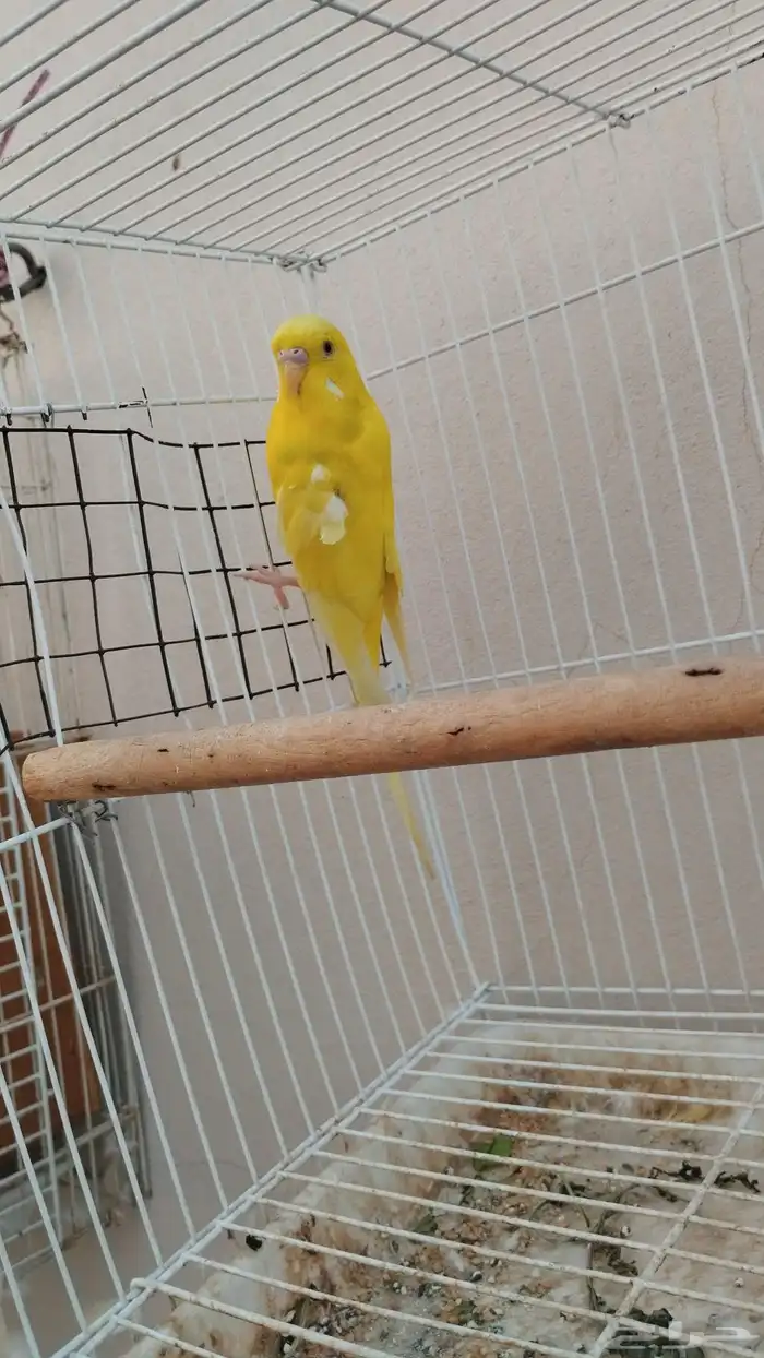 حبتين طيور حب 2