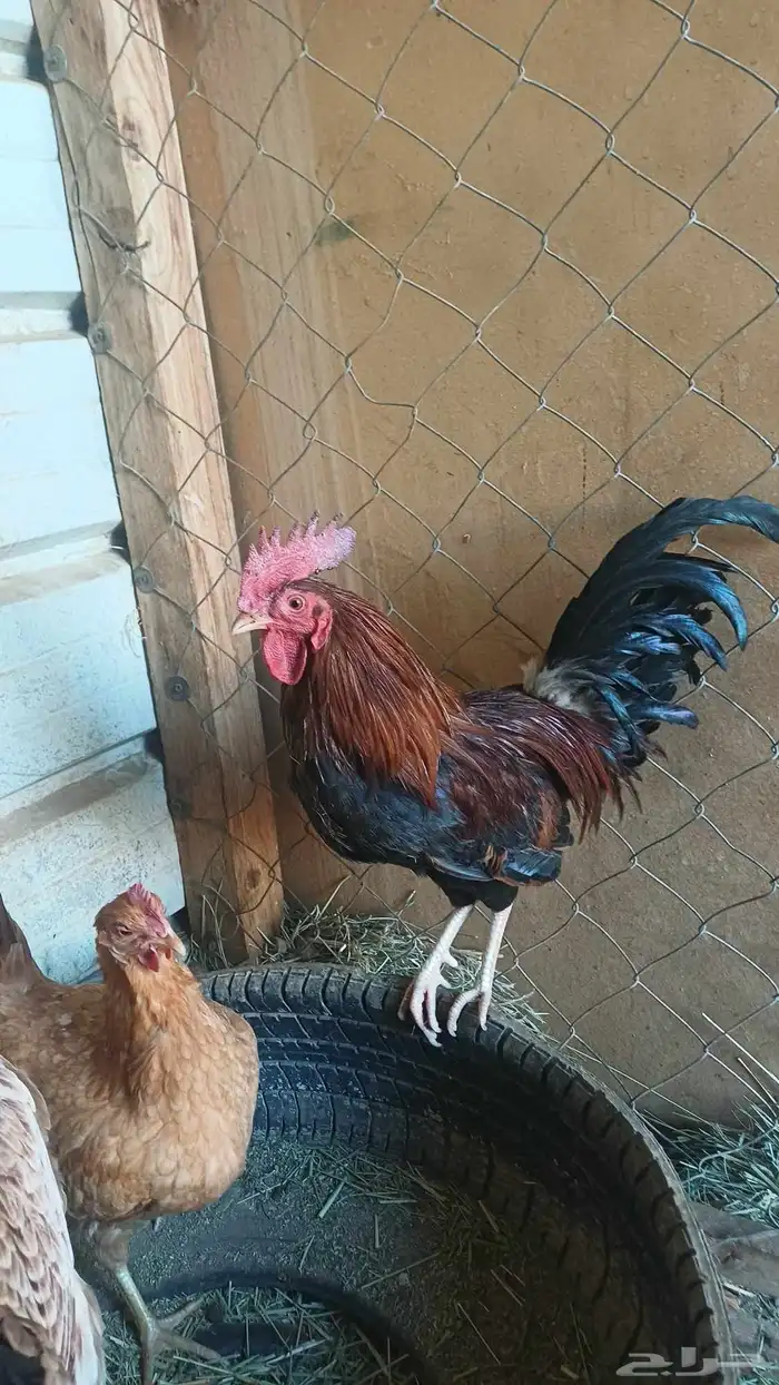 دجاج عربي 3