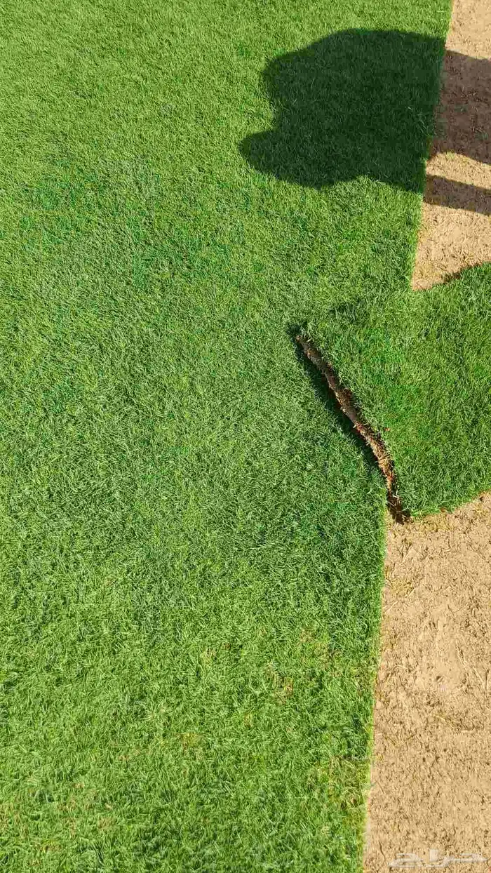 مستحات خضراء 5