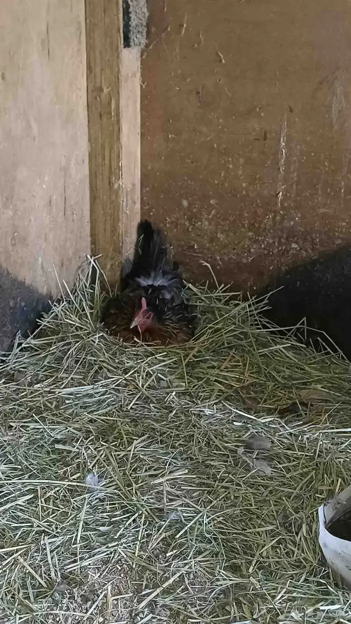 دجاج عربي 11