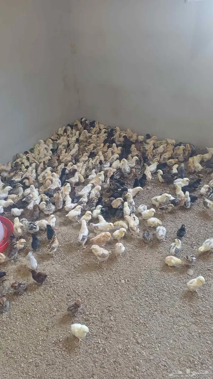 صوص دجاج بلدي 1