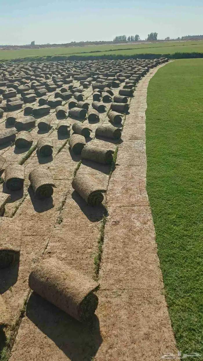 مستحات خضراء 2