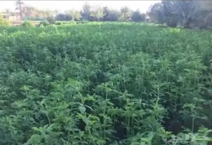 للبيع برسيم اخضر 1