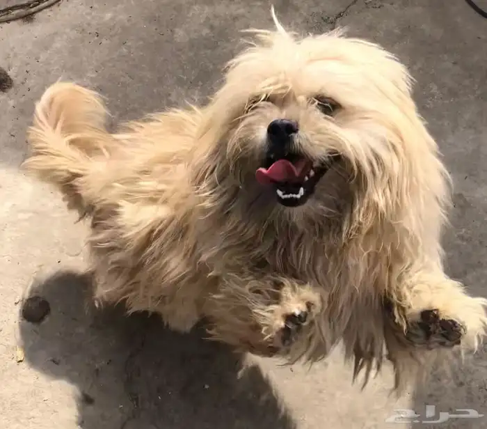 كلب لاسا ابسو للبيع 0