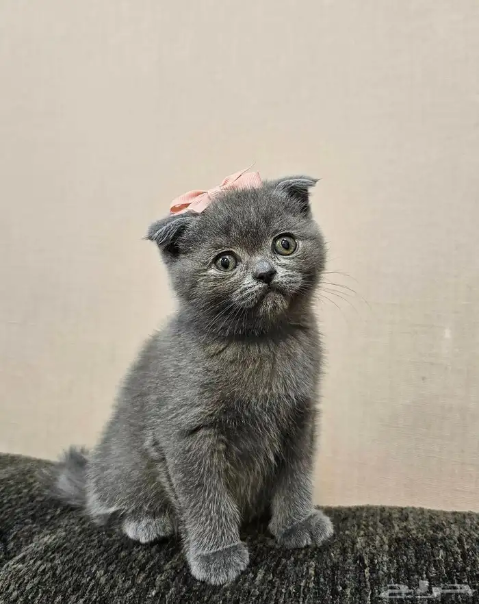 قطة سكوتش فولد بيور 1