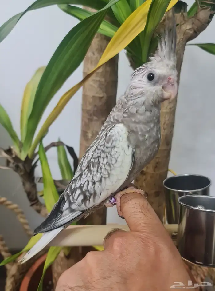 كروان وايت فيس سينامون بيرل بداية فطام (متوفر تابي و تمارا ) 2