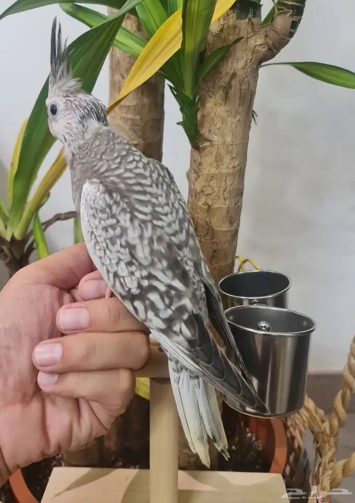 كروان وايت فيس سينامون بيرل بداية فطام (متوفر تابي و تمارا ) 3