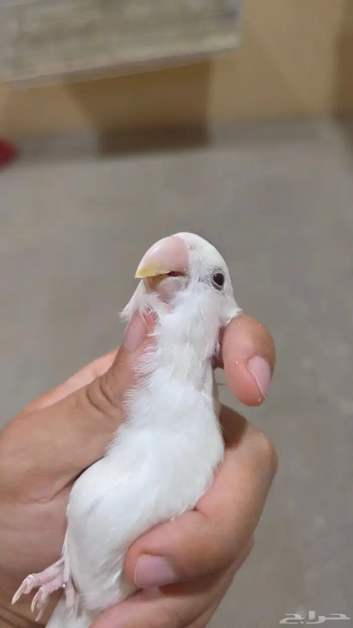 روز ألبينو ذكر عيون حمر 6