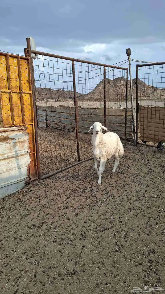 طلي حري جذع 1