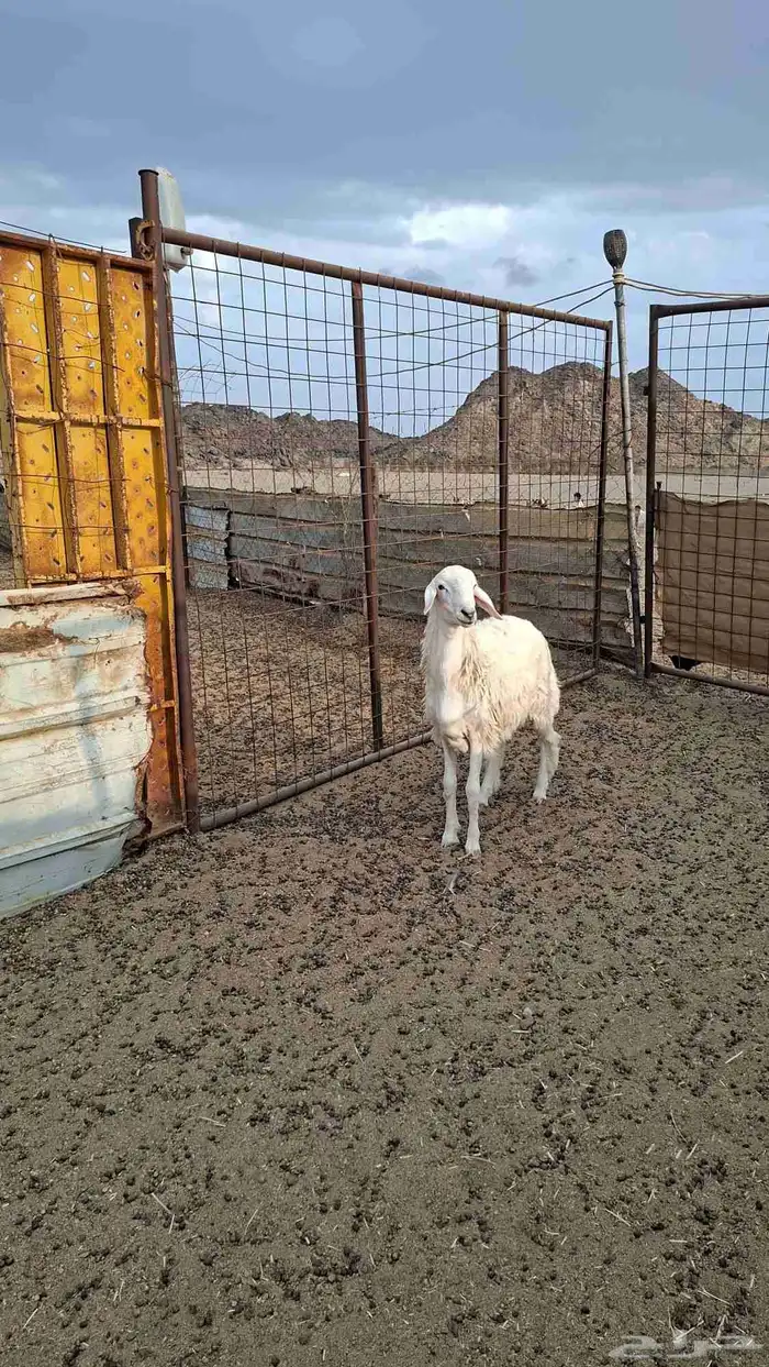 طلي حري جذع 4