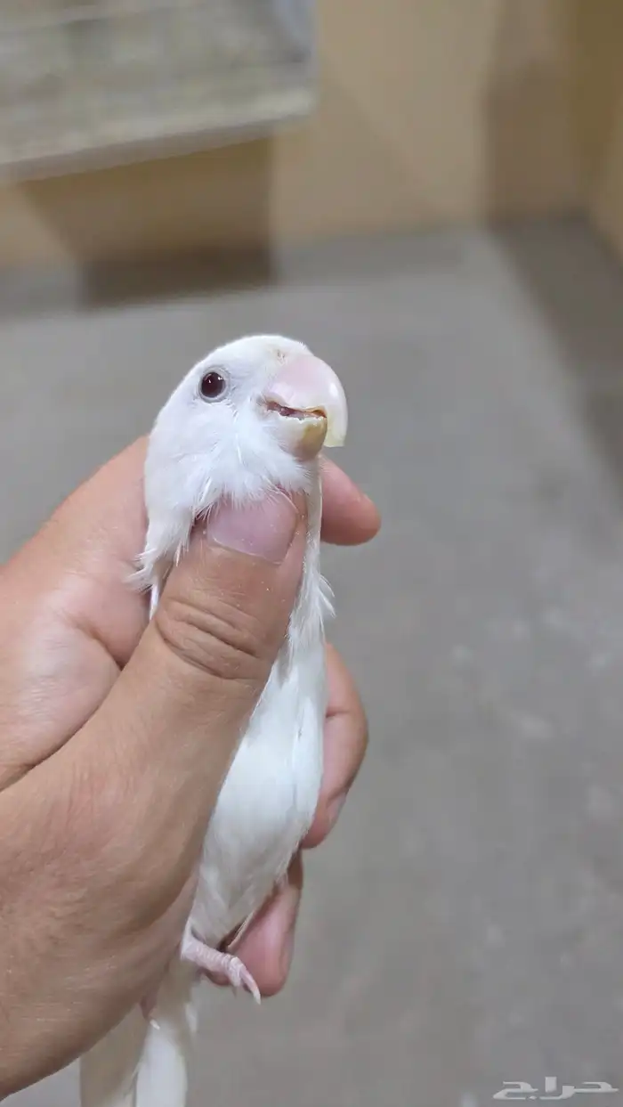 روز ألبينو ذكر عيون حمر 5