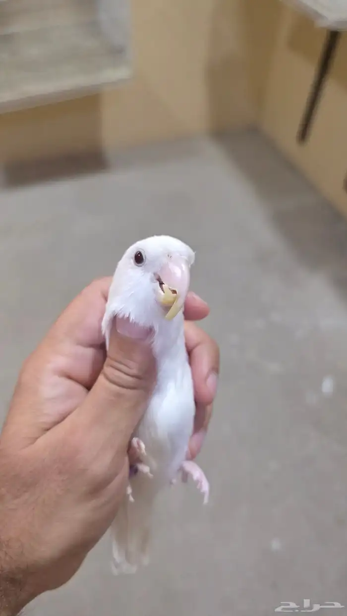 روز ألبينو ذكر عيون حمر 3