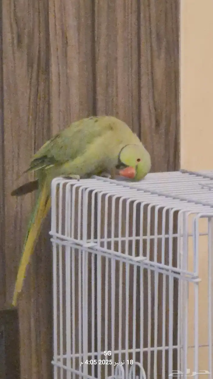 ذكر دره متكلم 0