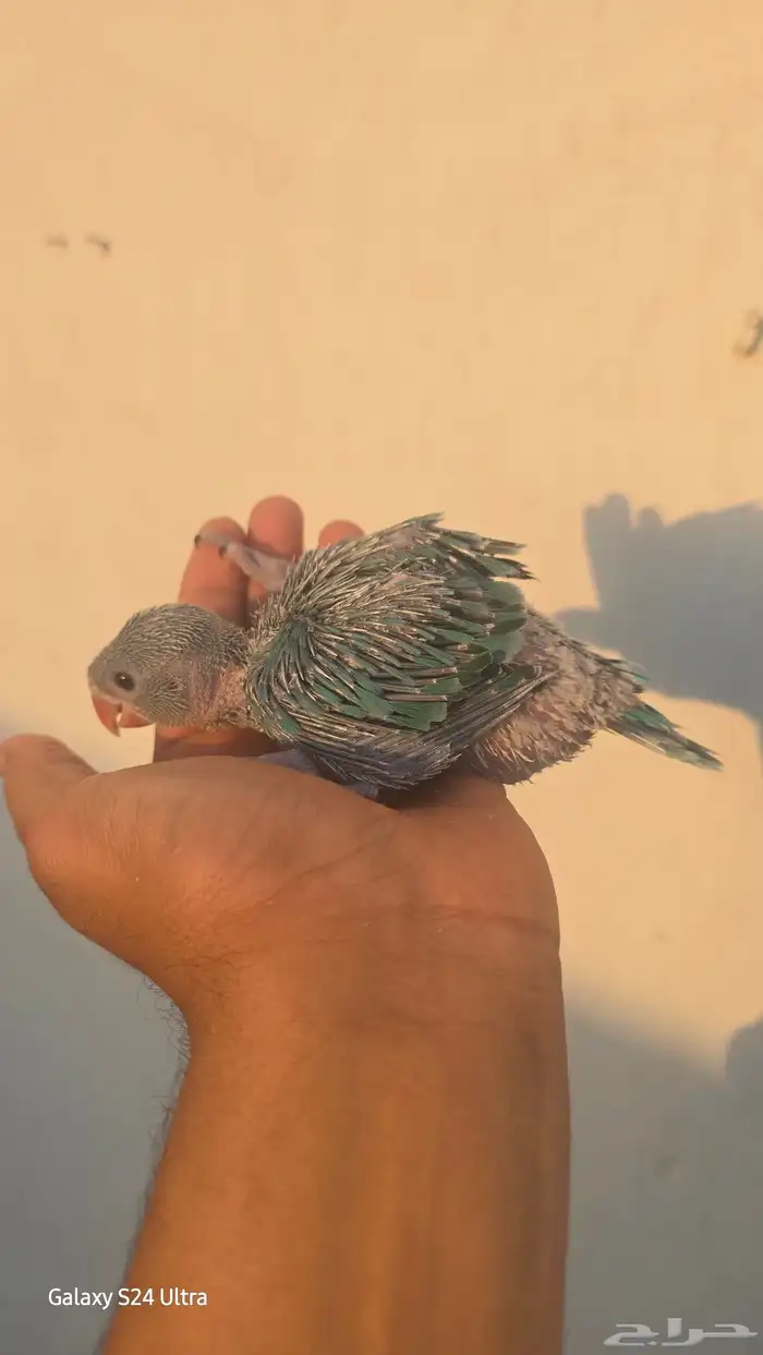 فرخ ظرة تركواز 2