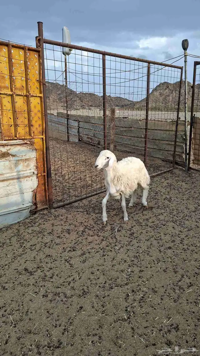 طلي حري جذع 3