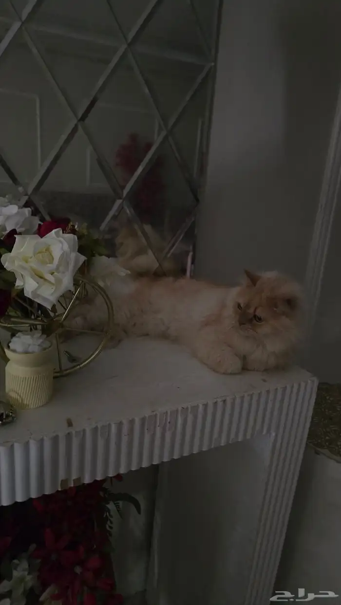 قط شيرازي للتبني 1