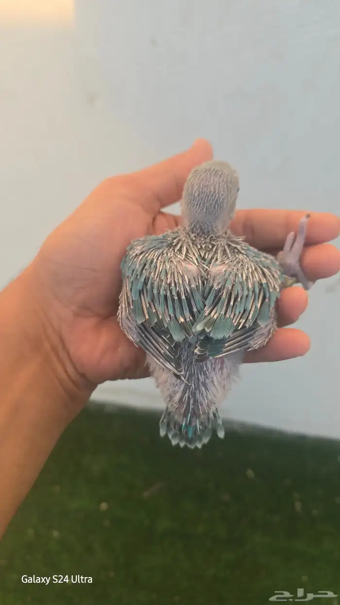 فرخ ظرة تركواز 5