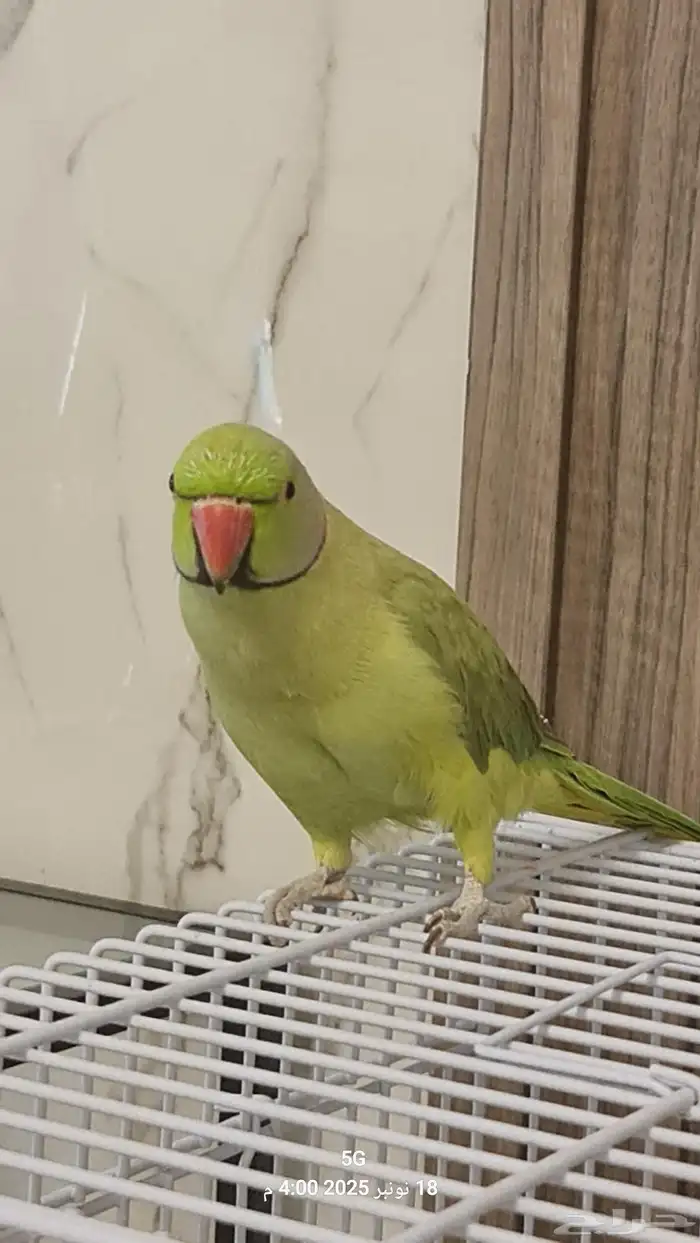 ذكر دره متكلم 2