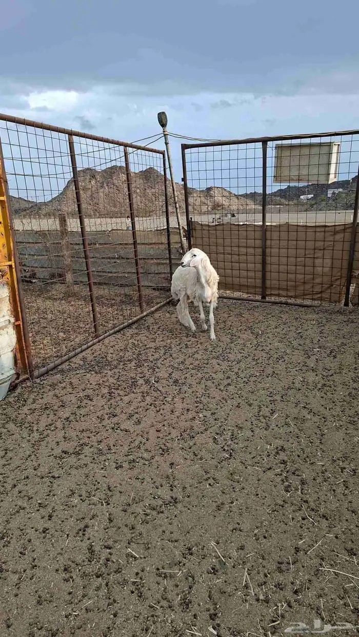 طلي حري جذع 2