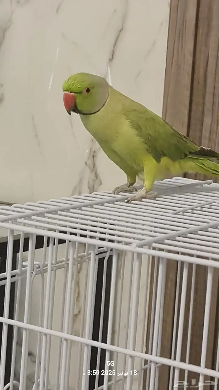 ذكر دره متكلم 1