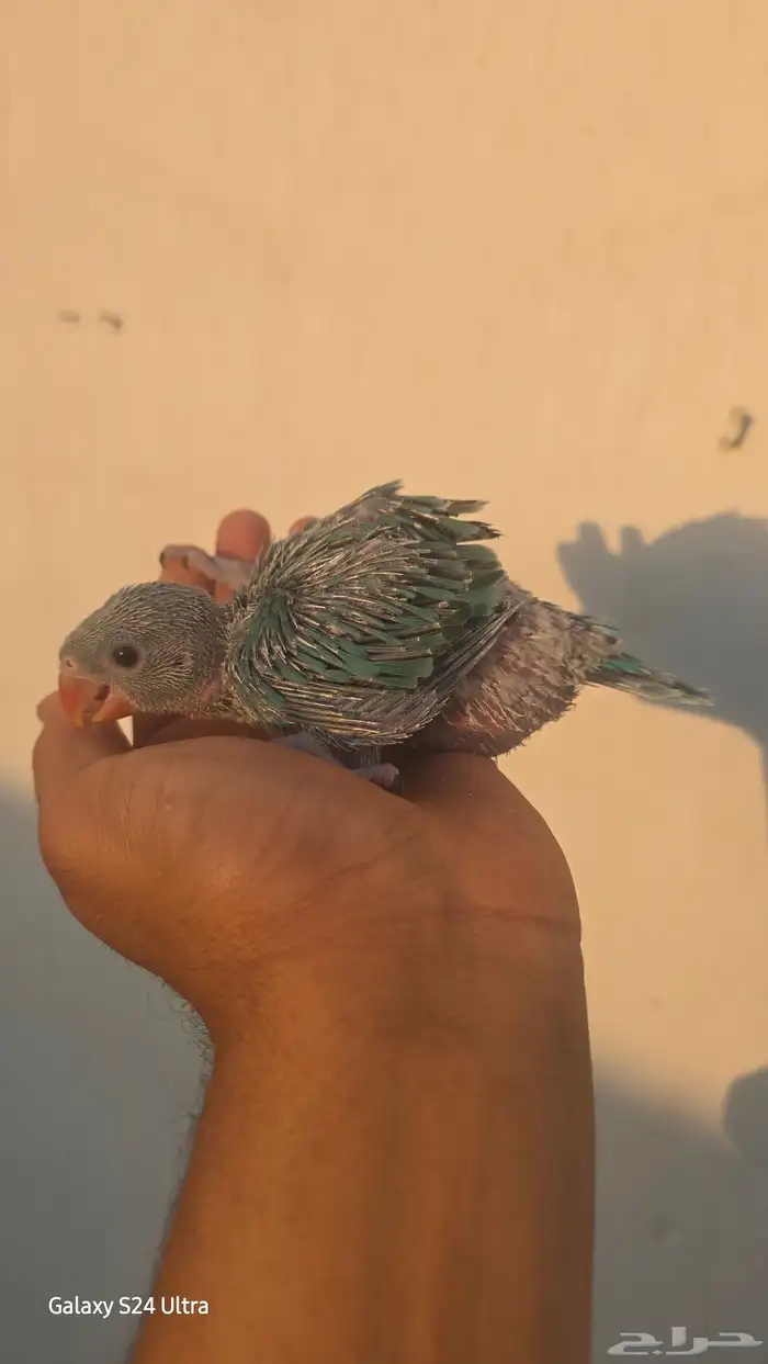 فرخ ظرة تركواز 0