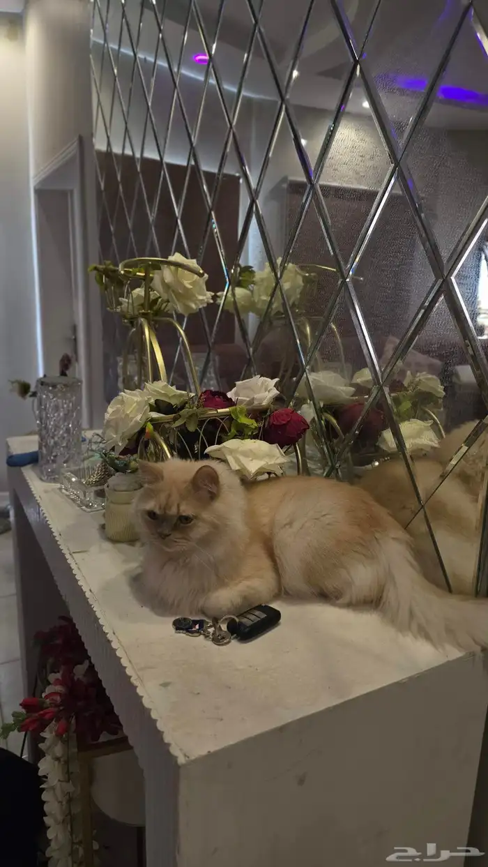 قط شيرازي للتبني 0